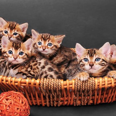 Some Cool Facts & Information About Bengal Cats