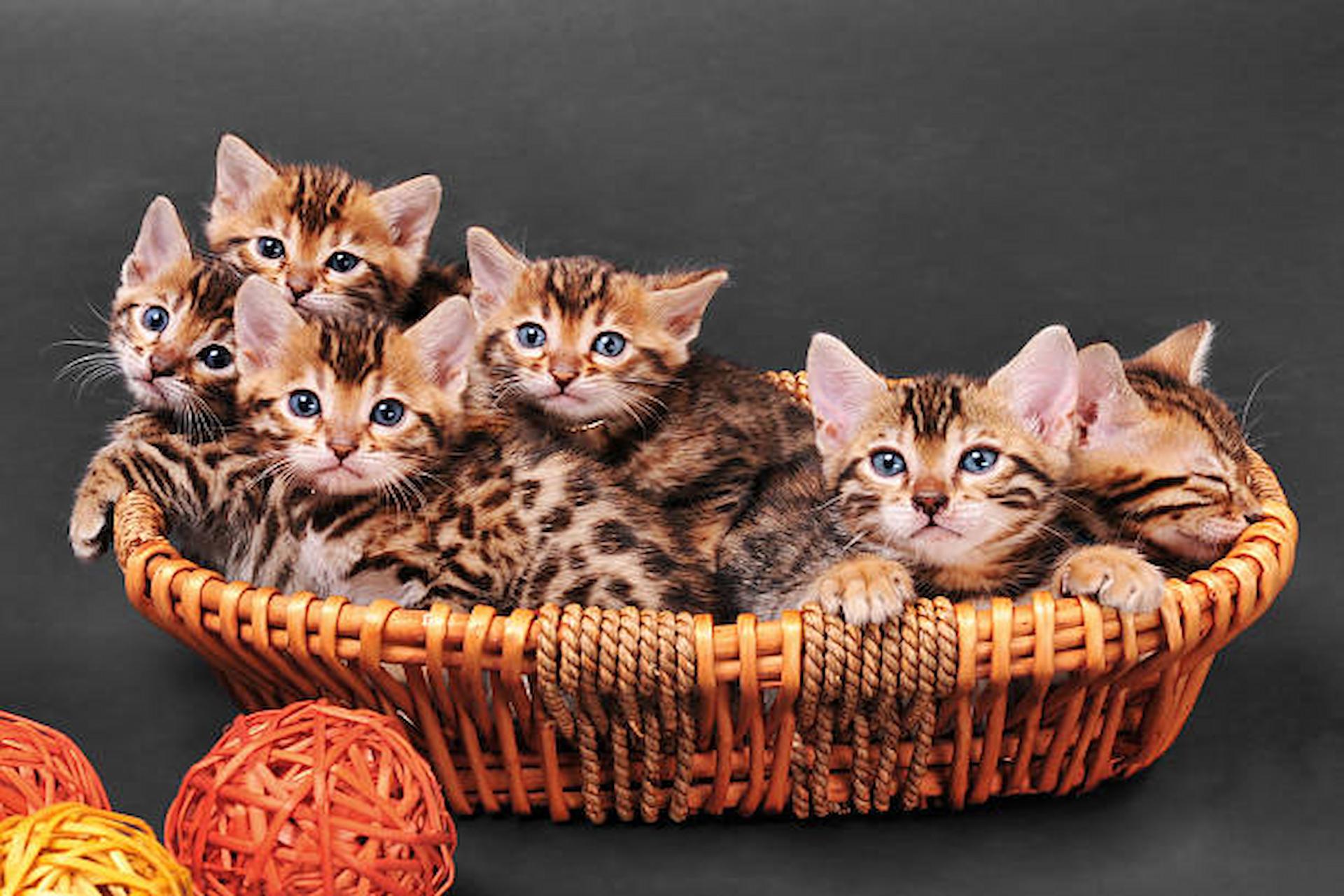 Some Cool Facts & Information About Bengal Cats