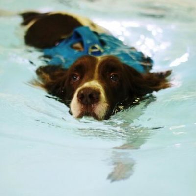 Things You Must Know About Health Benefits Of Swimming For Your Dog