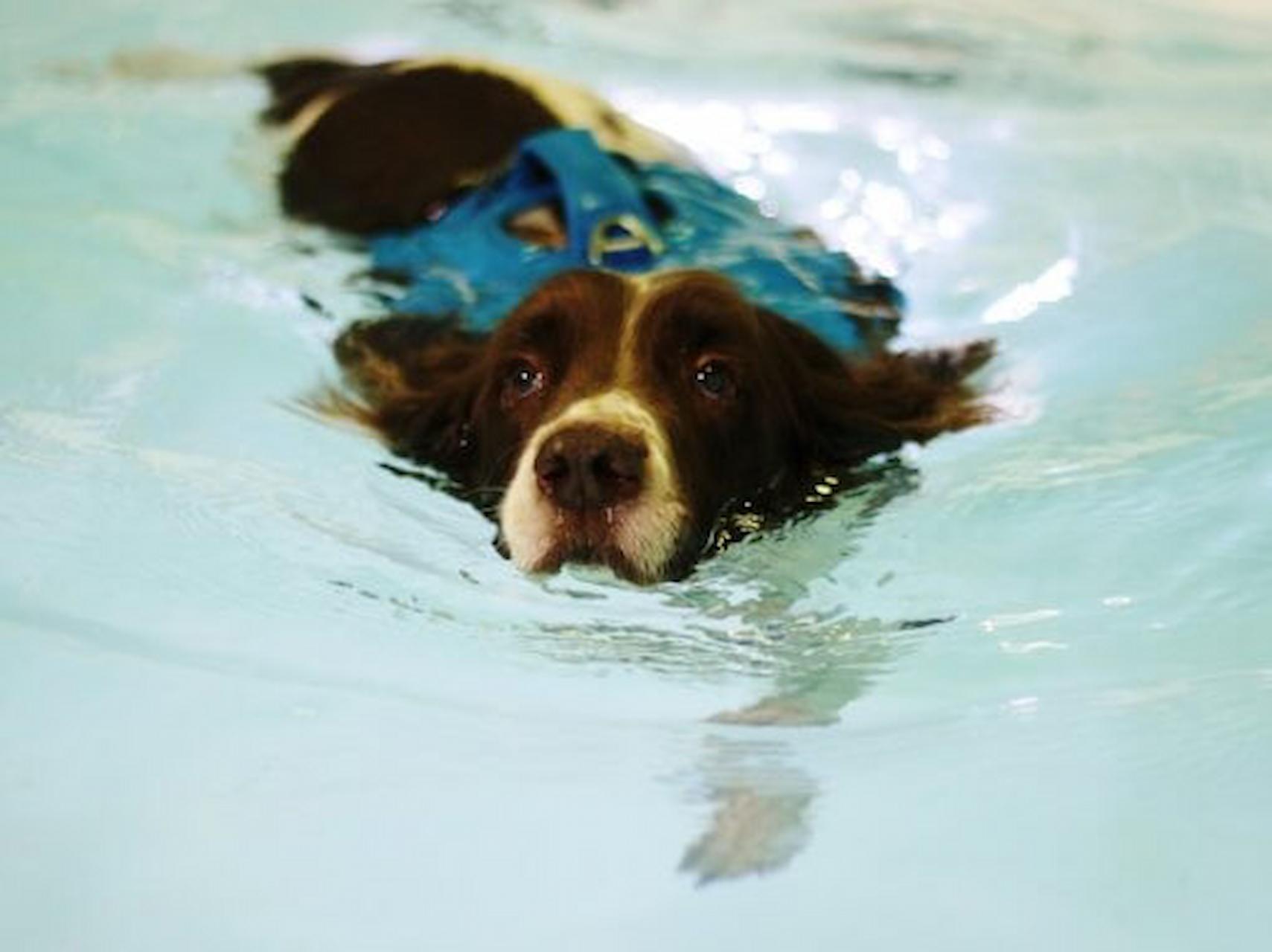 Things You Must Know About Health Benefits Of Swimming For Your Dog