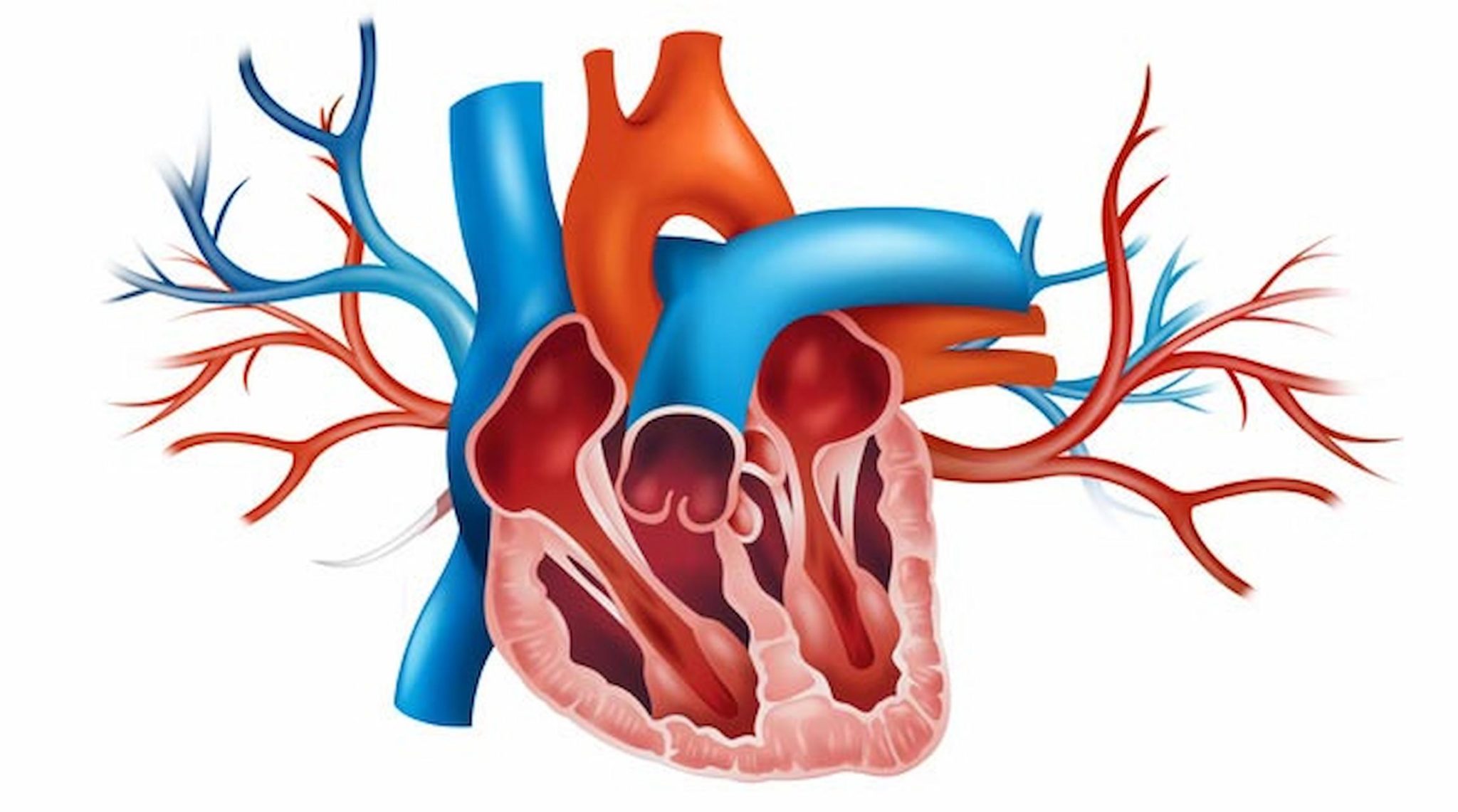 symptoms-of-mitral-stenosis